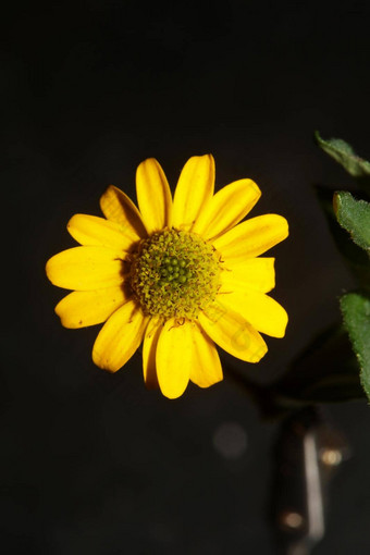 黄色的花开花关闭植物背景sanvitaliaprocumbens家庭菊科高质量大大小打印