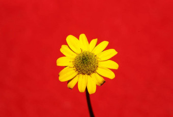 黄色的花开花关闭植物背景sanvitaliaprocumbens家庭菊科高质量大大小打印