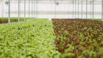 特写镜头完全种植生菜品种准备好了收获交付空温室