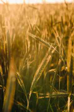 小麦场日落金耳朵小麦概念收获