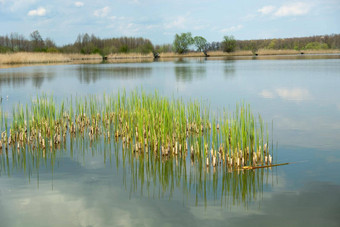 绿色草日益增长的湖水