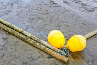 wadden海受潮地区海岸泥沙子水猎兔犬沙子德国