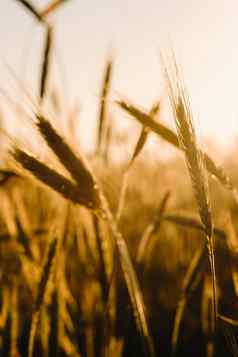小麦场日落金耳朵小麦概念收获