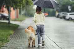 女孩金寻回犬狗多雨的一天