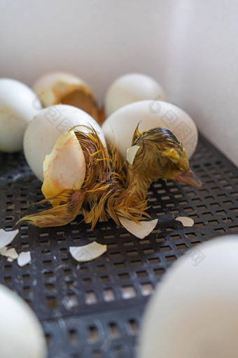 关闭裂纹蛋鸭<strong>出生</strong>过程孵化鹅鸡蛋孵化器