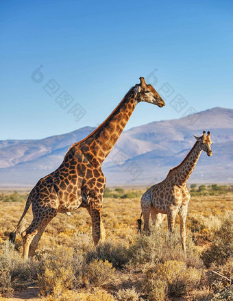 长颈鹿稀树大草原Safari热阳光明媚的夏天一天荒野自然完整的光棕色（的）灌木草山背景野生空间南非洲动物漫游免费的