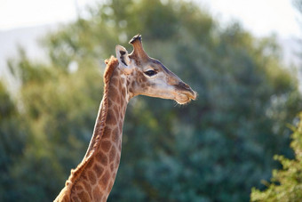 长颈鹿野生Safari热夏天一天受保护的野生动物保护国家公园野生动物非洲单长脖子哺乳动物萨凡纳地区