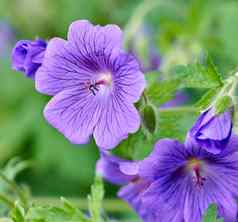 紫色的陇牛儿苗科天竺葵花日益增长的植物花园阳光明媚的一天特写镜头美丽的植物充满活力的紫罗兰色的花瓣盛开的开花春天郁郁葱葱的环境