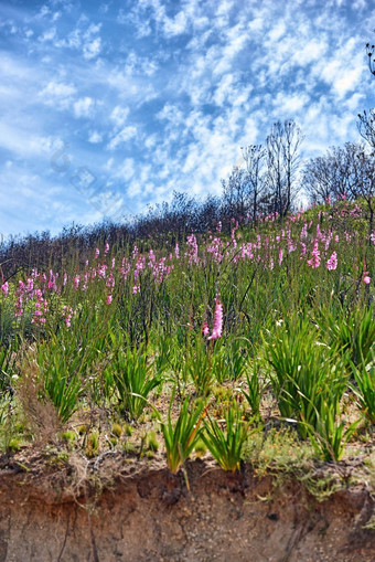 郁郁葱葱的紫色的维吉花灌木日益增长的草表格山角小镇南非洲植物区系植物和平生态系统不文明的自然储备夏天