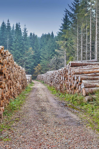 树树桩堆放木材机培养松森林欧洲森林砍伐桩<strong>硬木</strong>木材没完没了的污垢路木贮木场材料行业