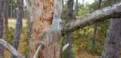 碎片裂缝莫斯大破碎的树树干公园森林在户外木纹理芯片锋利的分裂树皮分支机构森林破坏自然引起的森林砍伐