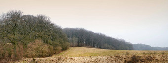 Copyspace干秋天树野生远程森林环境自然保护瑞典风景优美的景观视图长满草的草地<strong>农村农村</strong>秋天季节