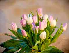 美丽的花束郁金香生活房间表格漂亮的花花瓶房子装饰粉红色的白色郁金香开花植物绿色阀杆首页饰品照亮房间
