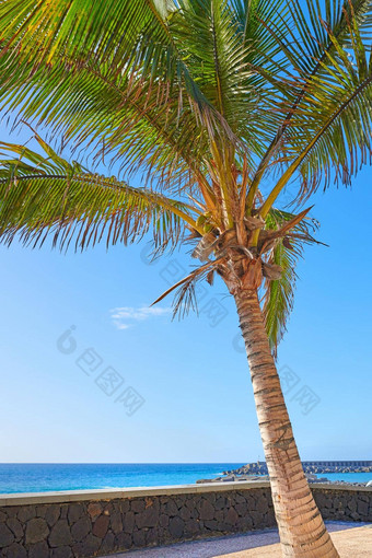 高棕榈树天井阳台俯瞰海洋受欢迎的旅游度假胜地圣诞老人克鲁兹棕榈金丝雀岛屿安静的热带岛假期假期旅行目的地