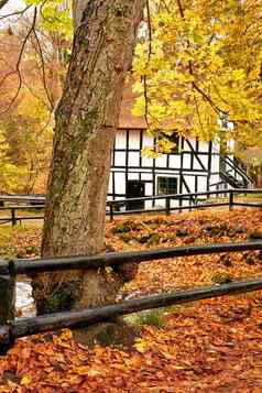 充满活力的秋天橙色树叶子小当地的小屋住宅建筑远程农村挪威森林干纹理树叶宁静隐蔽的草地自然环境