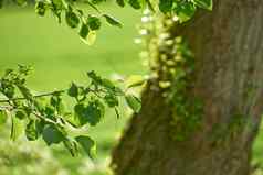 特写镜头视图叶子树森林夏天一天丹麦和平自然风景日益增长的野生郁郁葱葱的绿色植物区系日益增长的远程风景优美的位置在户外自然