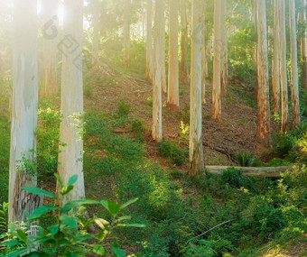 景观松森林郁郁葱葱的灌木山阳光明媚的一天苗条的树树干绿色植物隐蔽的自然场景旅游徒步旅行自然风景南非洲西方角