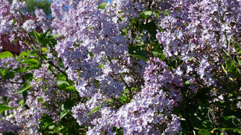 淡紫色灌木花绿色植物紫色的淡紫色夏天布鲁姆