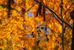 明亮的黄色的红色的秋天叶子挂分支机构树森林主题秋天印度夏天美丽的枯萎自然年龄