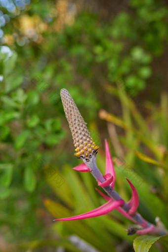 埃希米亚凤梨叶菠萝植物日益增长的花园场在户外特写镜头美丽的开花植物凤梨科物种盛开的开花自然阳光明媚的一天春天