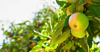 健康的<strong>有机</strong>水果日益增长的果园可持续发展的农场新鲜的生产收获<strong>绿色</strong>苹果成熟树<strong>绿色</strong>叶子明亮的天空背景复制空间