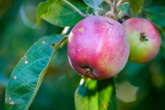 新鲜的<strong>水果</strong>生产收获<strong>夏天特写</strong>镜头果园可持续发展的生态友好的农场花园健康的有机红色的苹果成熟树叶子绿色背景