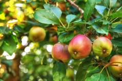 特写镜头红色的绿色苹果成熟树可持续发展的果园农场远程农村日益增长的新鲜的健康的水果生产营养维生素农业农田