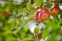 美丽的红色的苹果准备好了收获树出售商店美味的密脆水果树准备聚集有机新鲜的生产出售杂货店商店