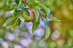 特写镜头单红色的绿色苹果成熟树可持续发展的果园农场远程农村日益增长的新鲜的健康的生产健康营养农业农田