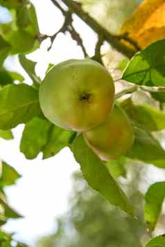 特写镜头新鲜的绿色苹果可持续发展的果园农场农业农村分支叶子视图苹果树健康的美味的零食水果日益增长的营养饮食维生素