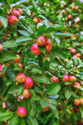 特写镜头红色的苹果成熟树充满活力的叶子可持续发展的果园农场远程农村日益增长的新鲜的健康的水果生产营养农业农田