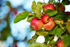 红色的苹果树准备好了收获农场Copyspace美味的成熟的水果出售健康的新鲜的有机生产杂货店商店新鲜的食物选吃