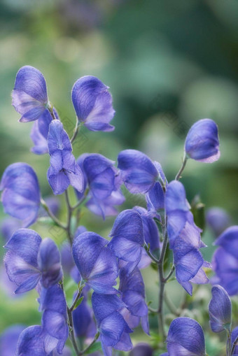 特写镜头蓝色的乌头花日益增长的开花开花Herbal药用植物传统的顺势疗法群充满活力的植物盛开的布什灌木首页花园