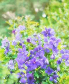 紫色的蓝色的天竺葵花日益增长的植物花园阳光明媚的一天在户外特写镜头神奇的植物充满活力的紫罗兰色的花瓣盛开的开花春天郁郁葱葱的环境