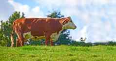 棕色（的）白色牛场农村农村蓝色的天空Copyspace背景提高繁殖牲畜牛农场牛肉乳制品行业景观动物自然