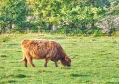 高地牛放牧场早....棕色（的）农场动物哺乳动物吃绿色草新鲜的希瑟草地牛牲畜牧场新鲜的农业土地夏天