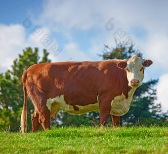 大棕色（的）牛放牧场农场农村农村蓝色的天空复制空间牛牛牲畜有机可持续发展的牛农场牛肉乳制品行业
