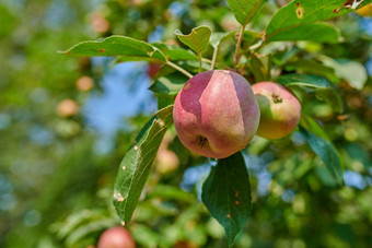 红色的苹果日益增长的阳光明媚的果园在户外特写镜头新鲜的群美味的成熟的水果培养收获树花园甜蜜的有机生产准备好了选