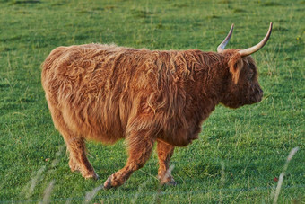 高地牛走绿色夏天场毛发粗浓杂乱的牛红色的皮毛漫步草地一边视图孤立的牛长角移动相机