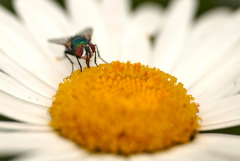 特写镜头飞<strong>授粉</strong>黛西花后院花园夏天变焦雏菊<strong>授粉</strong>场春天开花植物日益增长的盛开的公园自然