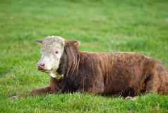 景观动物自然棕色（的）白色牛坐着绿色场农村农村复制空间提高繁殖牲畜牛农场牛肉乳制品行业