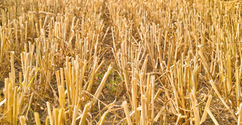 收获行小麦有开放场农业有机农村农场减少茎茎干大麦粮食培养场农村农业