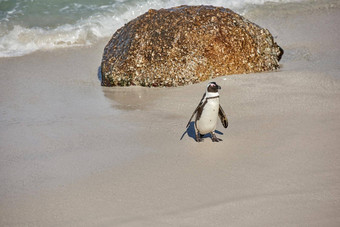 黑色的有足的<strong>企鹅</strong>巨石海滩角小镇南非洲复制空间桑迪海岸可爱的愚蠢的人角<strong>企鹅</strong>spheniscus德梅勒斯物种濒临灭绝的<strong>动物</strong>野生<strong>动物</strong>