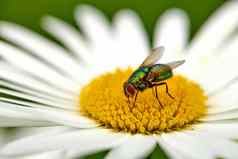 绿色瓶飞授粉黛西夏天一天特写镜头细节绿头苍蝇坐着花喂养春天昆虫在户外蓬勃发展的花生态系统