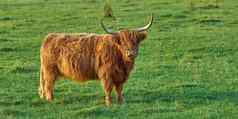 提高苏格兰品种牛牲畜农场牛肉行业景观动物自然棕色（的）多毛的高地牛角绿色场农村农村Copyspace