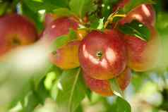 红色的苹果日益增长的树收获农业果园在户外特写镜头成熟的有营养的有机水果培养季节农场美味的新鲜的生产准备好了选