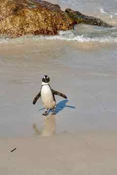 肖像企鹅站浅海水复制空间不会飞的濒临灭绝的黑色的有足的角企鹅物种桑迪巨石海滩角小镇南非洲