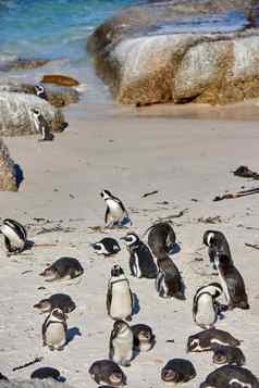 黑色的有足的非洲企鹅殖民地巨石海滩繁殖海岸保护野生动物储备南非洲集团受保护的濒临灭绝的水生海海洋水鸟旅游