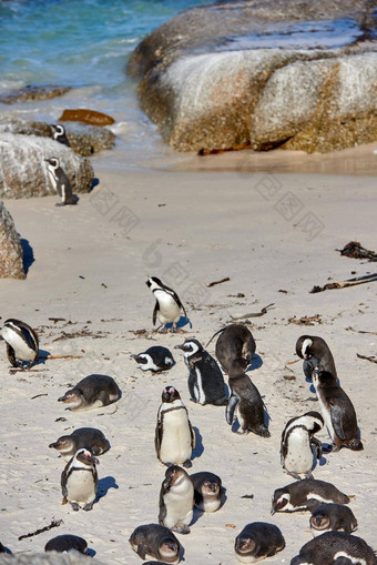 黑色的有足的<strong>非洲企鹅</strong>殖民地巨石海滩繁殖海岸保护野生动物储备南<strong>非洲</strong>集团受保护的濒临灭绝的水生海海洋水鸟旅游