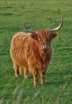 提高苏格兰品种牛牲畜农场牛肉行业景观动物自然棕色（的）多毛的高地牛角绿色场农村农村Copyspace
